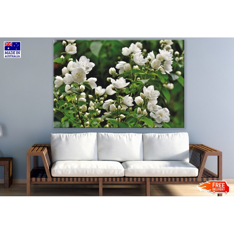 White Jasmine Flowers Photograph Print 100% Australian Made