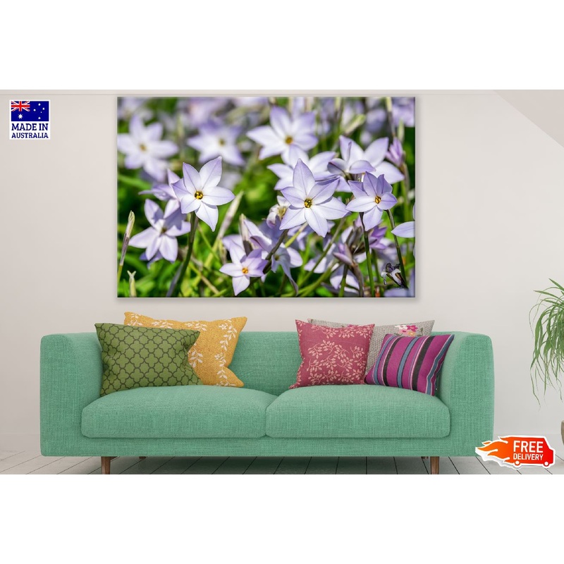 White Purple StarFlowers Photograph Print 100% Australian Made