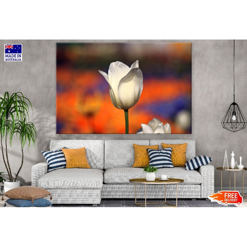 White Tulip Flower Closeup Photograph Print 100% Australian Made