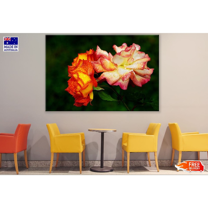 Yellow Red Roses Closeup Photograph Print 100% Australian Made
