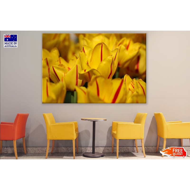 Yellow Red Tulip Flowers Closeup Photograph Print 100% Australian Made