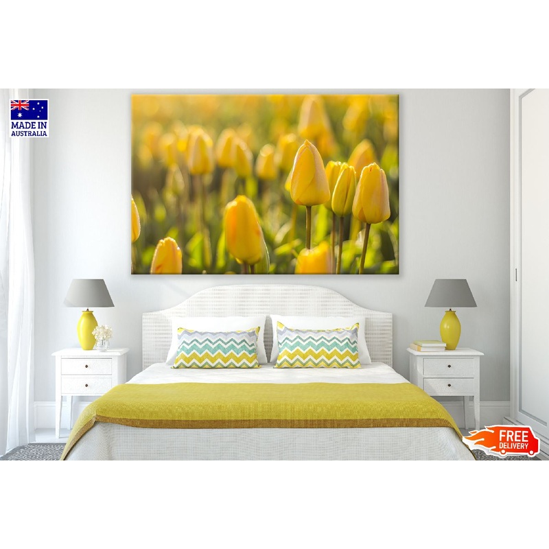 Yellow Tulip Flowers Closeup Photograph Print 100% Australian Made