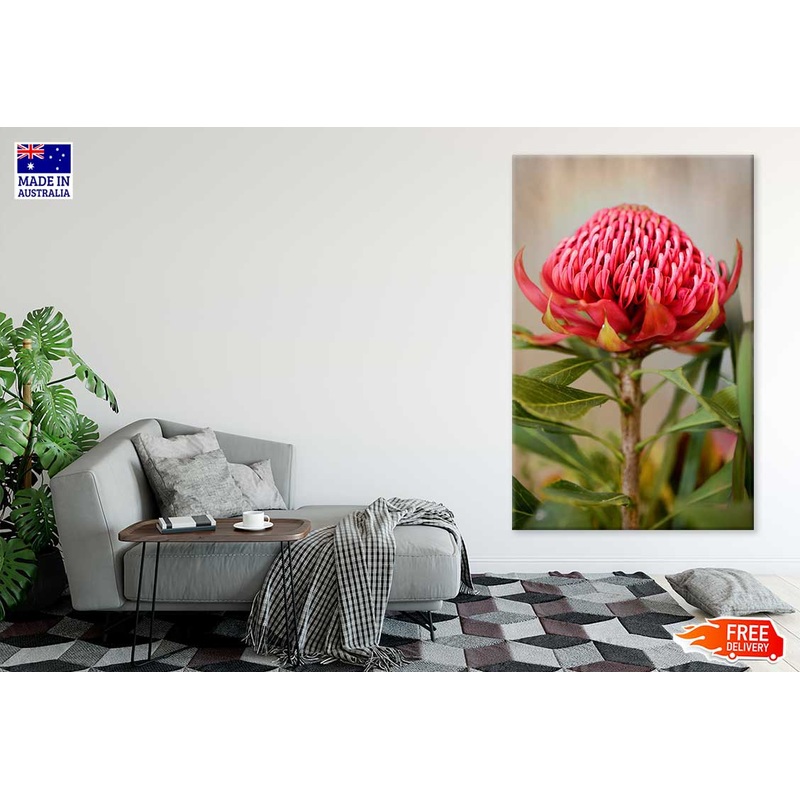 Waratah Flower with Plant View Photograph Print 100% Australian Made