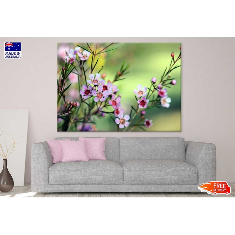 Waxflowers with Plant Photograph Print 100% Australian Made