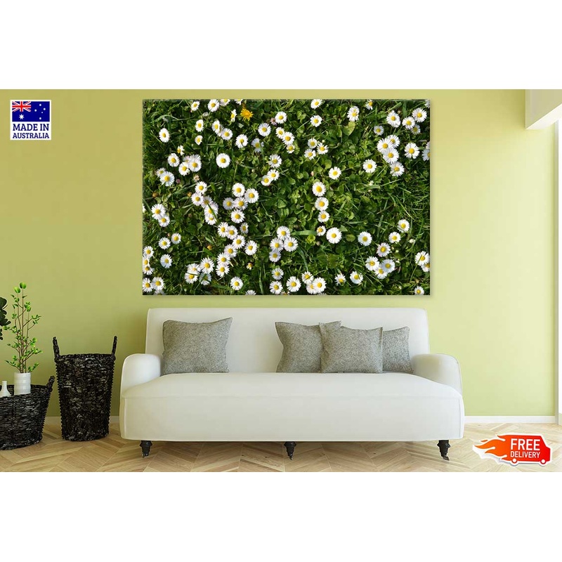 White Daisy Flower Field View Photograph Print 100% Australian Made