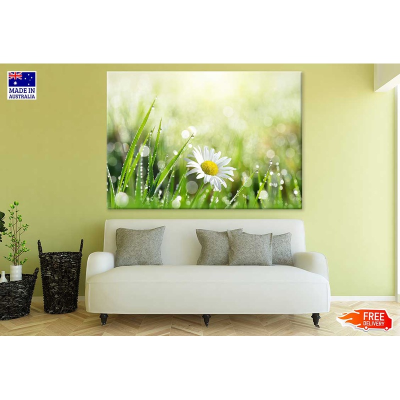 White Daisy Flower with Leaves Photograph Print 100% Australian Made