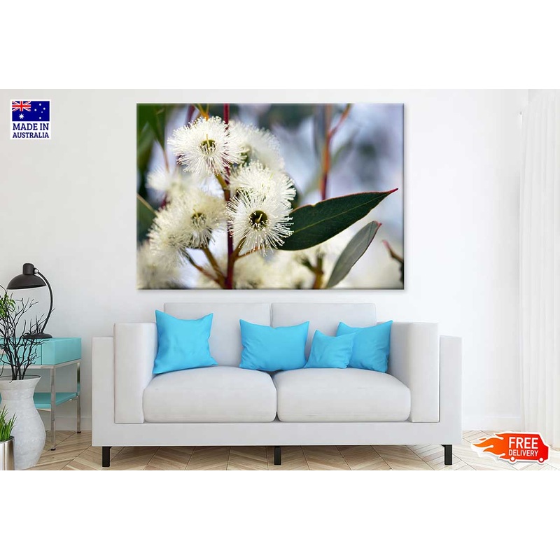 White Gum Tree Flower Photograph Print 100% Australian Made