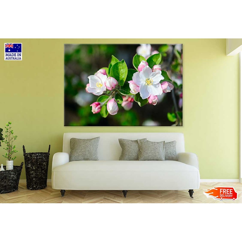 White & Pink Apple Flower View Photograph Print 100% Australian Made