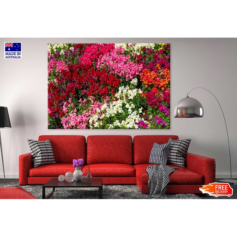 White Pink & Red Alyssum Flowers Photograph Print 100% Australian Made