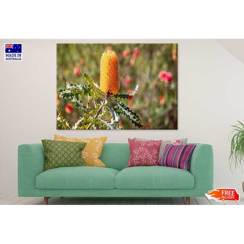 Yellow Banksia Flower Photograph Print 100% Australian Made