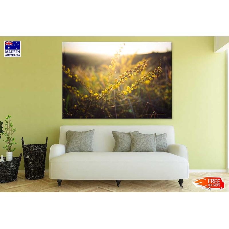 Yellow Flower Plants Sunset View Photograph Print 100% Australian Made