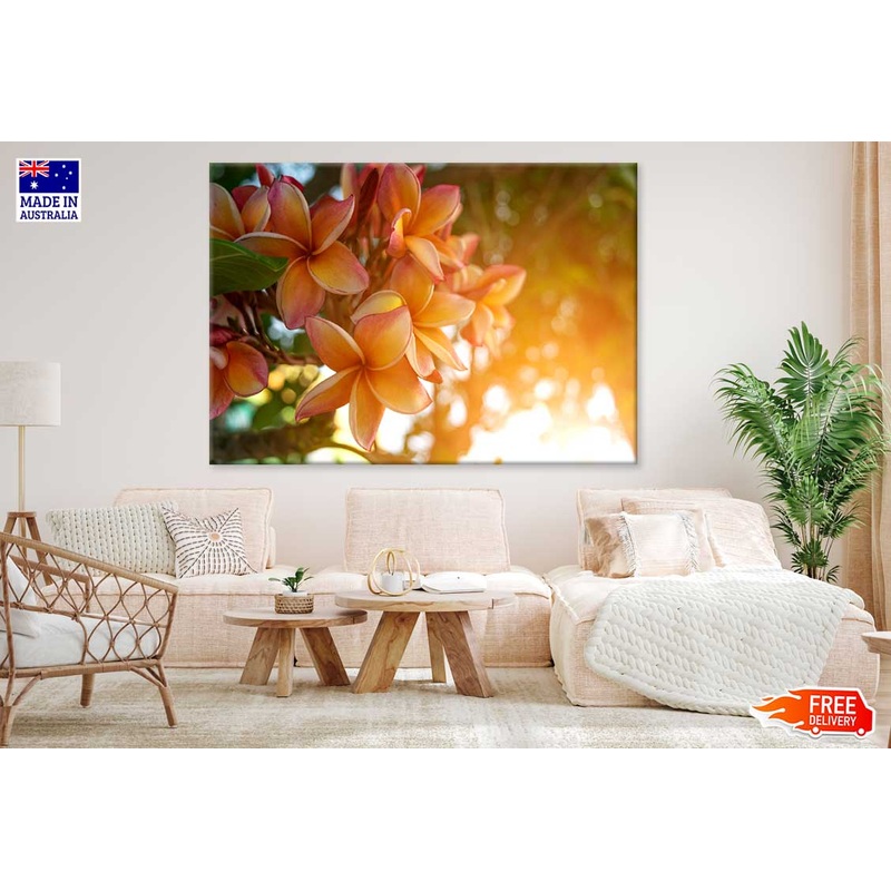Yellow Plumeria Flowers Sunset View Photograph Print 100% Australian Made