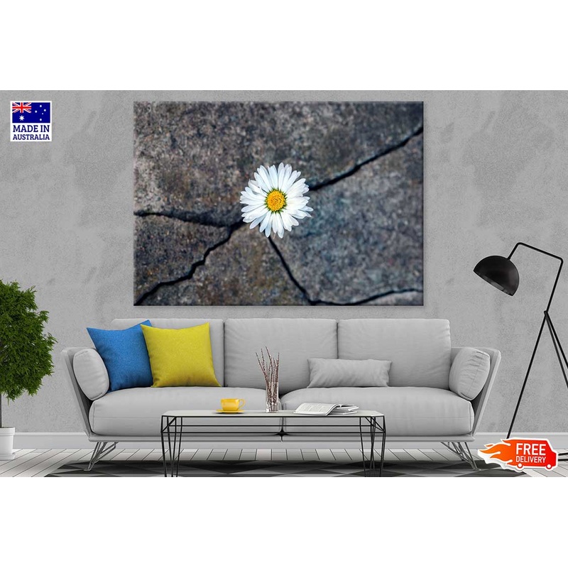 White Daisy Flower on Stone View Photograph Print 100% Australian Made
