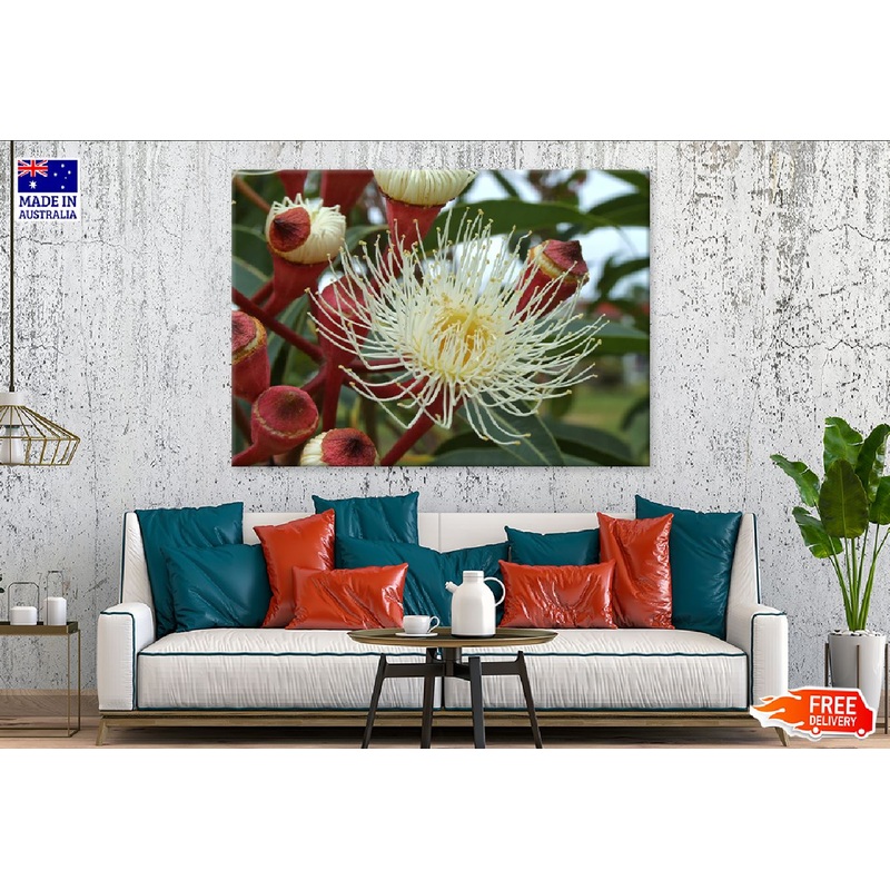 White Eucalyptus Flower Closeup Photograph Print 100% Australian Made