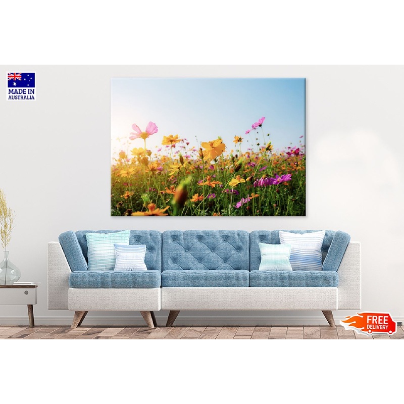 Yellow & Pink Cosmos Field Sunset Photograph Print 100% Australian Made