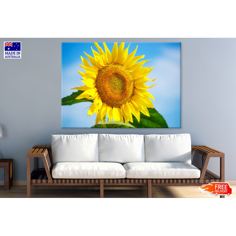 Yellow Sunflower & Blue Sky View Photograph Print 100% Australian Made