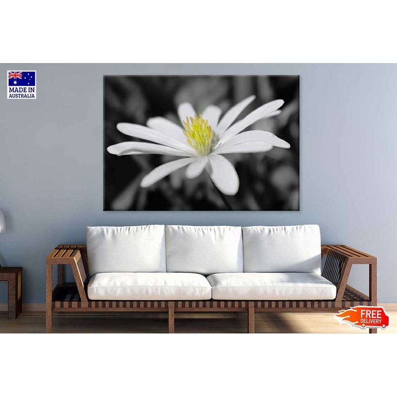 White Chickweeds Flower View Photograph Print 100% Australian Made