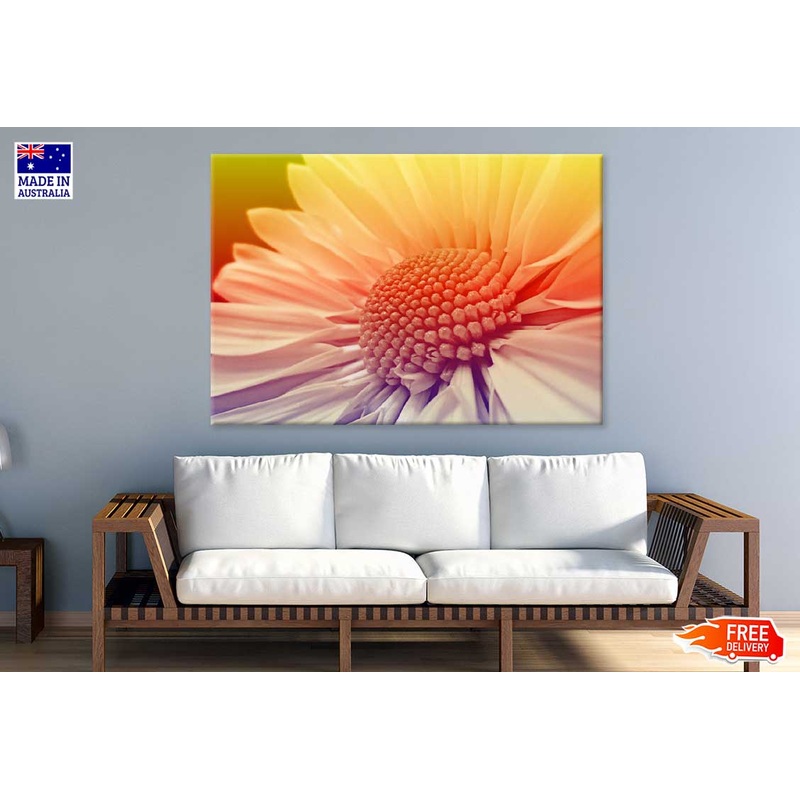 White Daisy Closeup Sunset View Photograph Print 100% Australian Made