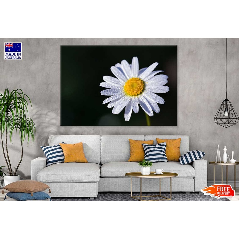 White Daisy Flower on Dark View Photograph Print 100% Australian Made