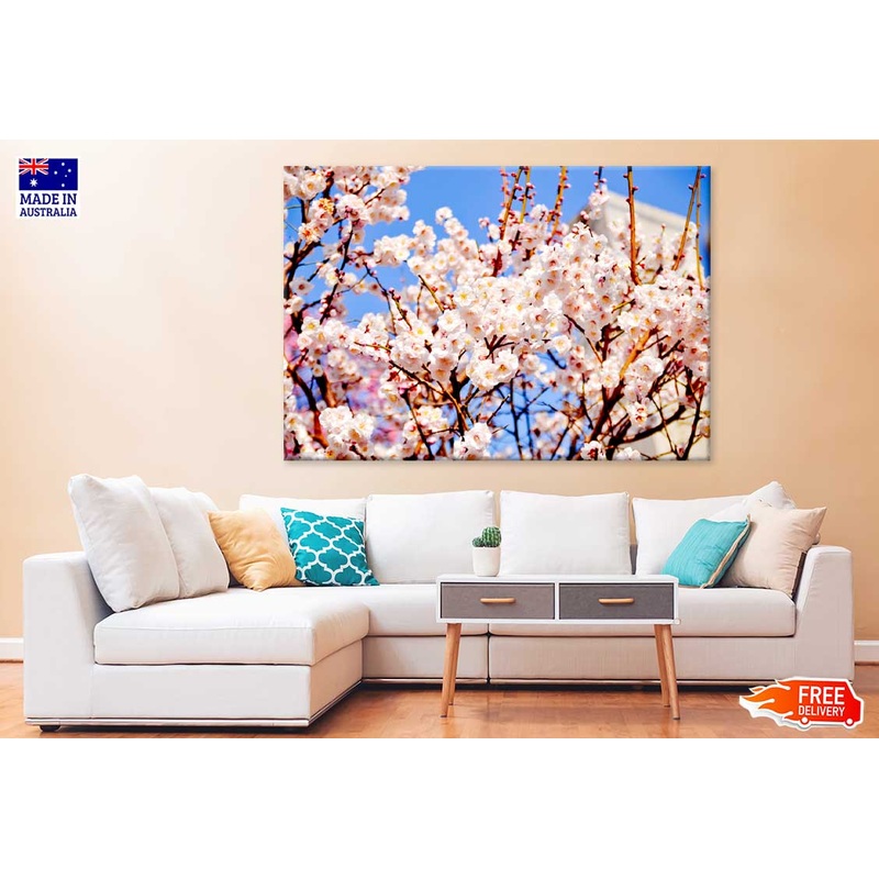 White Pink Cherry Flower Branch View Photograph Print 100% Australian Made