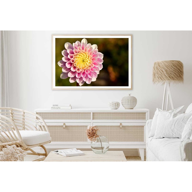 White Pink Dahlia Closeup View Photograph Home Decor Premium Quality Poster Print Choose Your Sizes