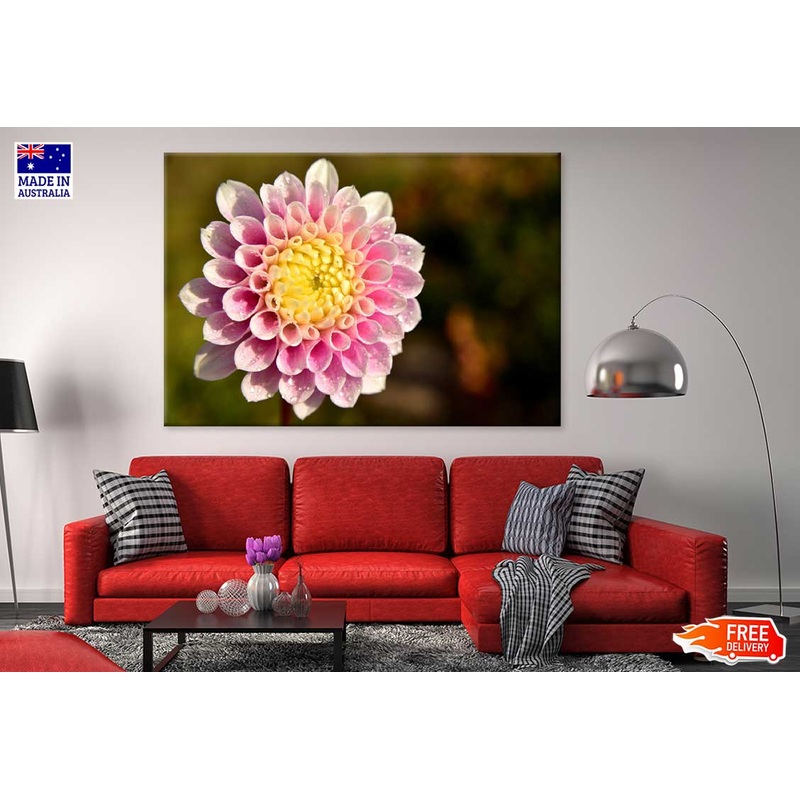 White Pink Dahlia Closeup View Photograph Print 100% Australian Made