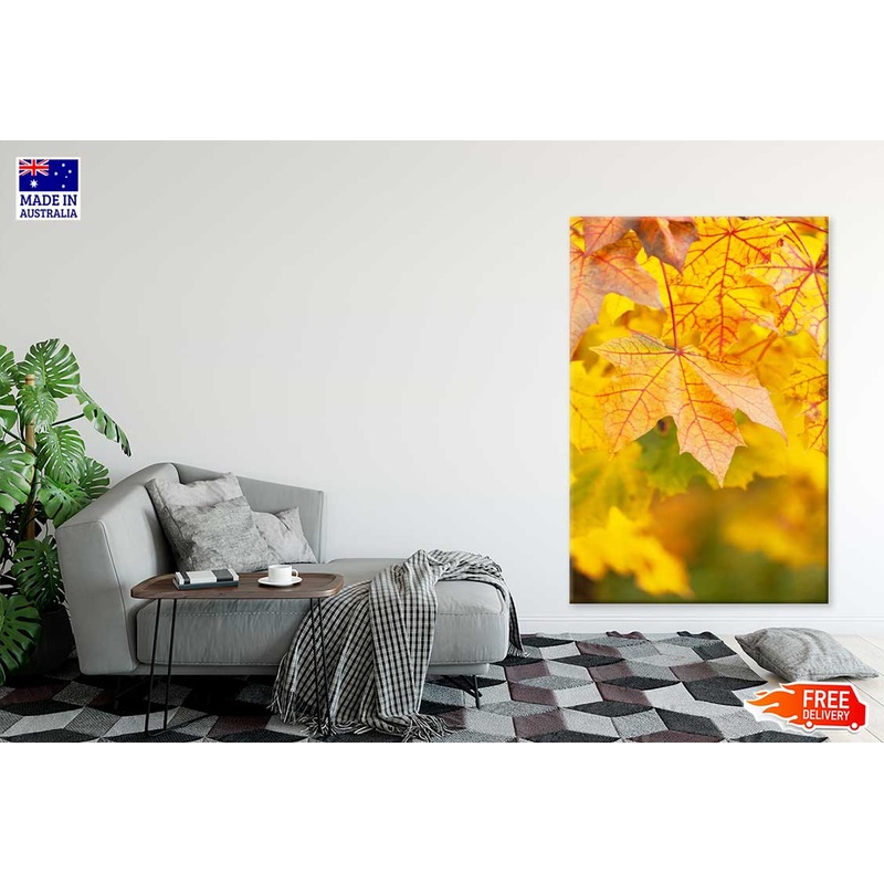 Yellow Red Maple Leaves Closeup View Photograph Print 100% Australian Made