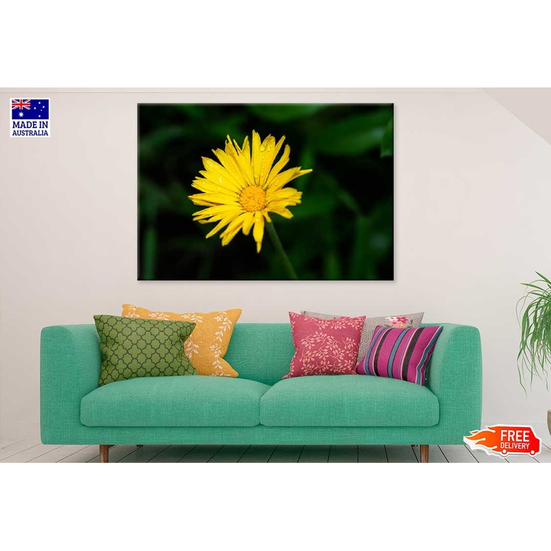 Water Droplet on Yellow Daisy Flower Photograph Print 100% Australian Made