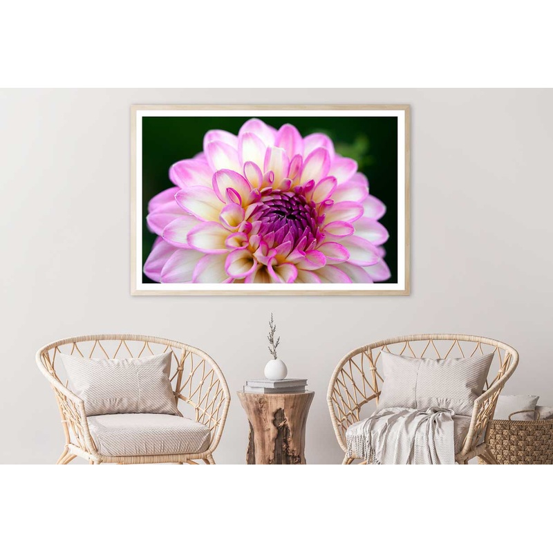 White Pink Dahlia Flower Closeup View Photograph Home Decor Premium Quality Poster Print Choose Your Sizes