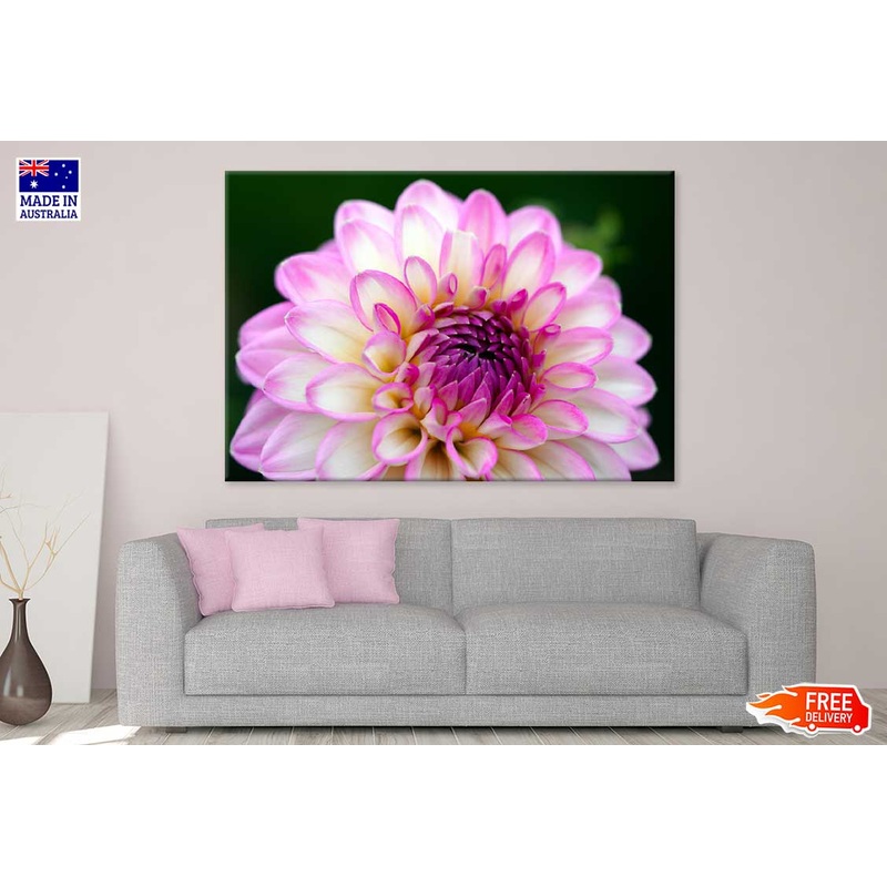 White Pink Dahlia Flower Closeup View Photograph Print 100% Australian Made