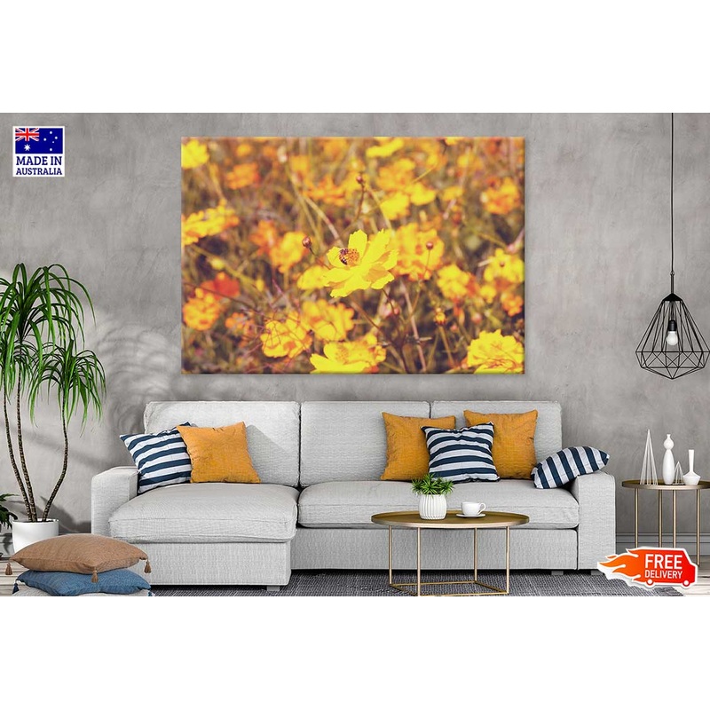 Yellow Cosmos Flower Field View Photograph Print 100% Australian Made