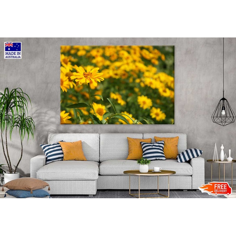 Yellow Daisies Field Closeup View Photograph Print 100% Australian Made