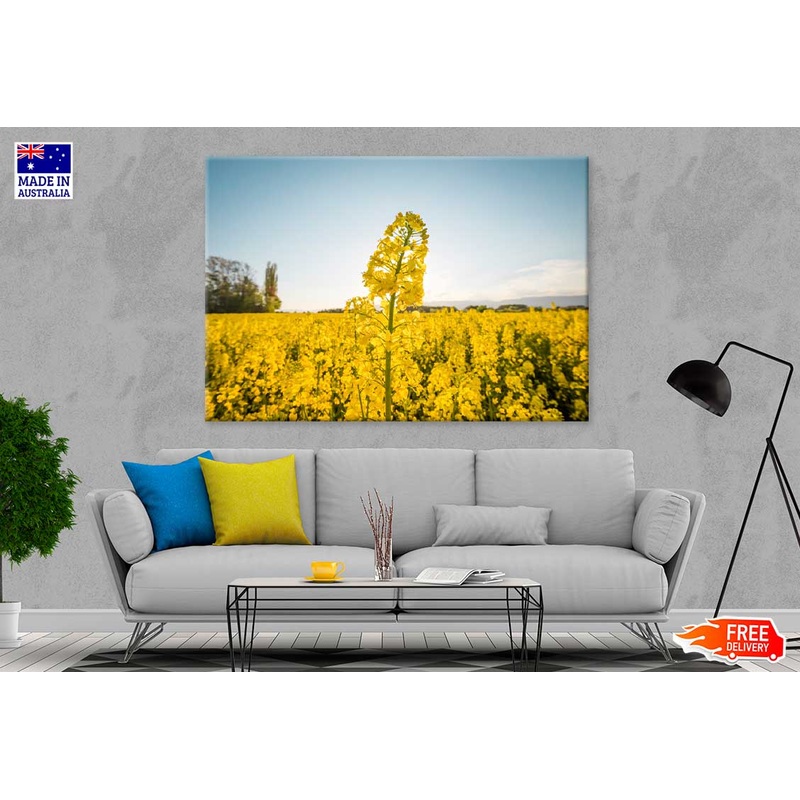 Yellow Flower Field Scenery Photograph Print 100% Australian Made