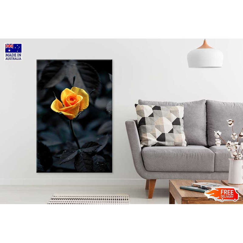 Yellow Orange Rose View on Dark Photograph Print 100% Australian Made