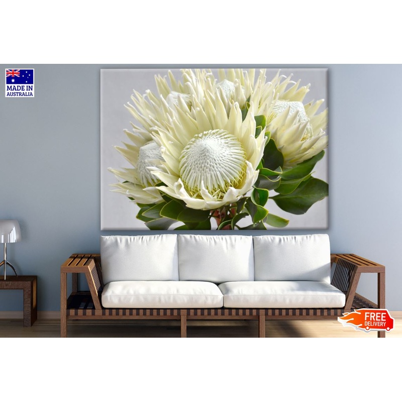 White Protea Flower Closeup Photograph Print 100% Australian Made