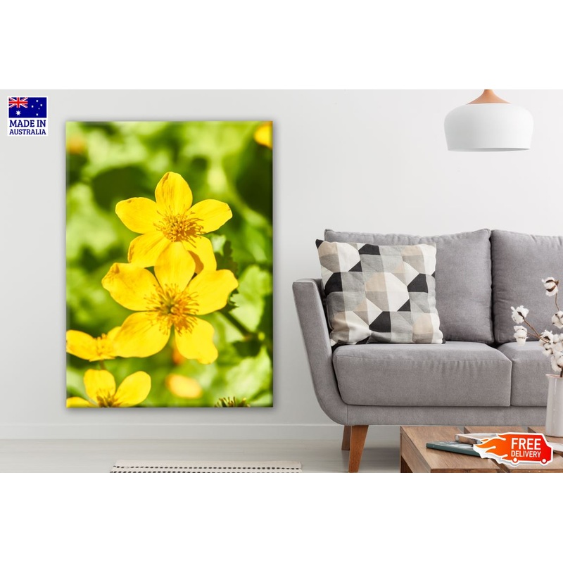 Yellow Cosmos Flowers Closeup Photograph Print 100% Australian Made
