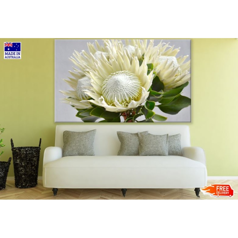 White Protea Flower Photograph Print 100% Australian Made