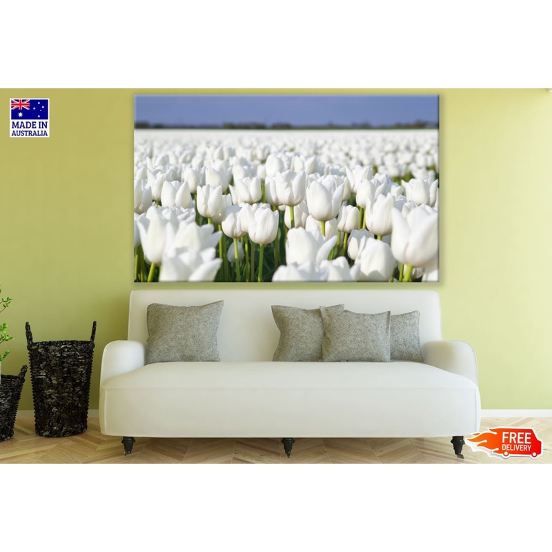 White Tulips Field Photograph Print 100% Australian Made
