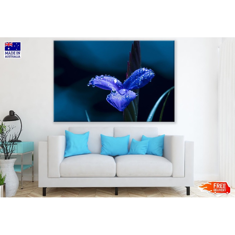 Water Drops on Blue Flower Closeup Photograph Print 100% Australian Made