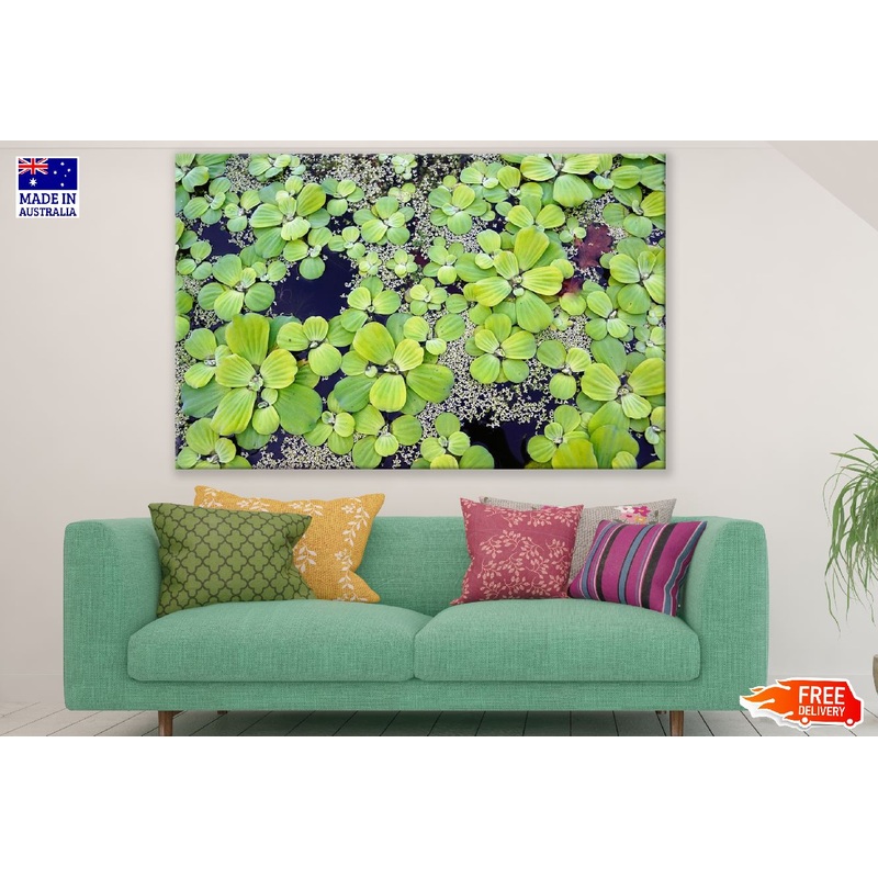 Water Plants Closeup Photograph Print 100% Australian Made