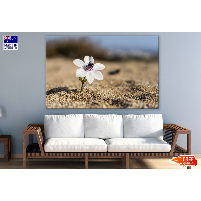 White Blossom Flower on Beach Closeup Photograph Print 100% Australian Made