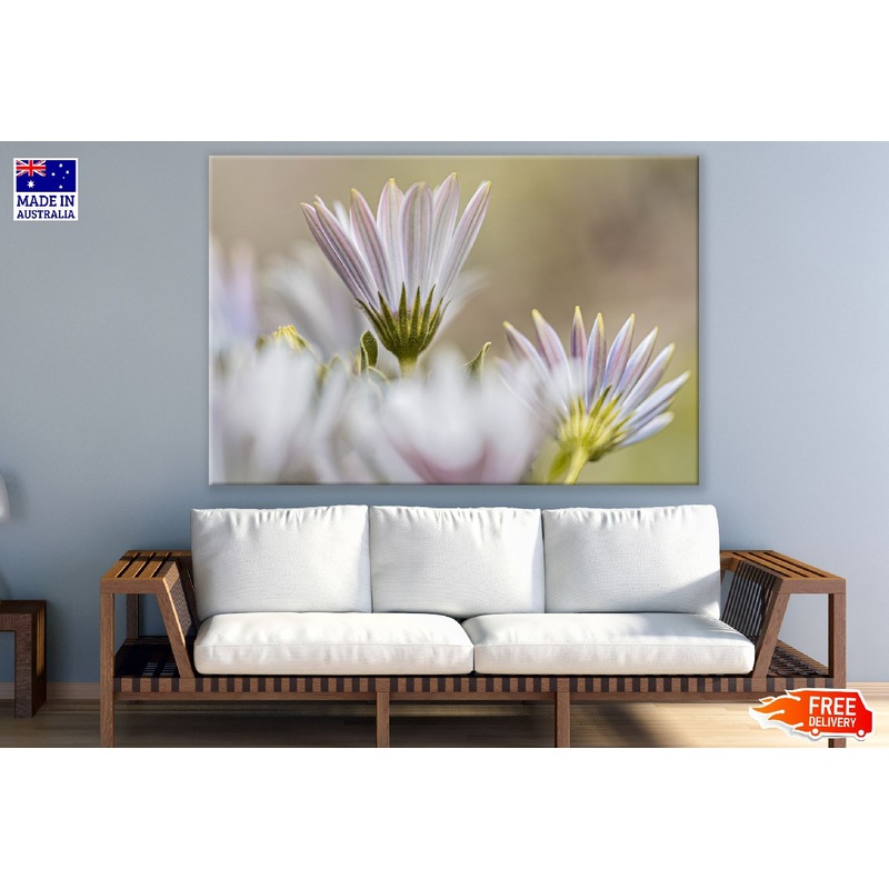 White Cape Marguerite Flowers Photograph Print 100% Australian Made