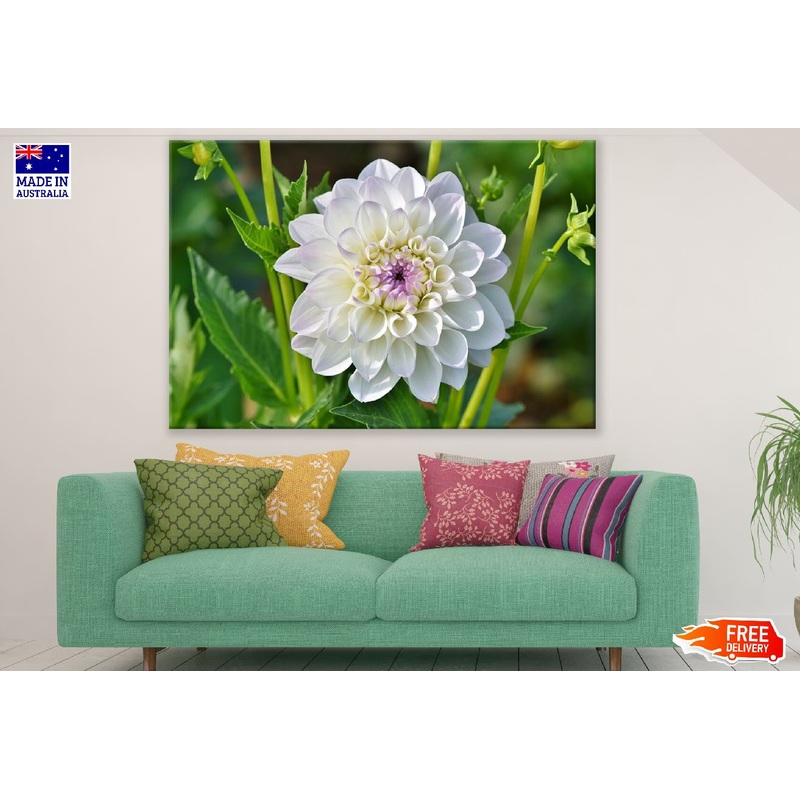 White Dahlia Flower Closeup Photograph Print 100% Australian Made