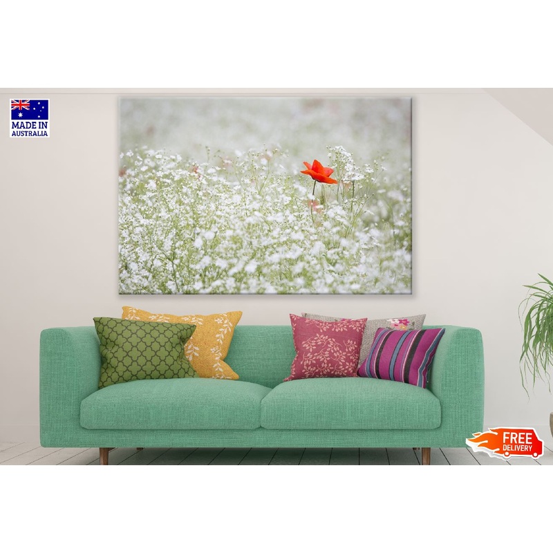 White Flowers with Red Poppy Flower Photograph Print 100% Australian Made