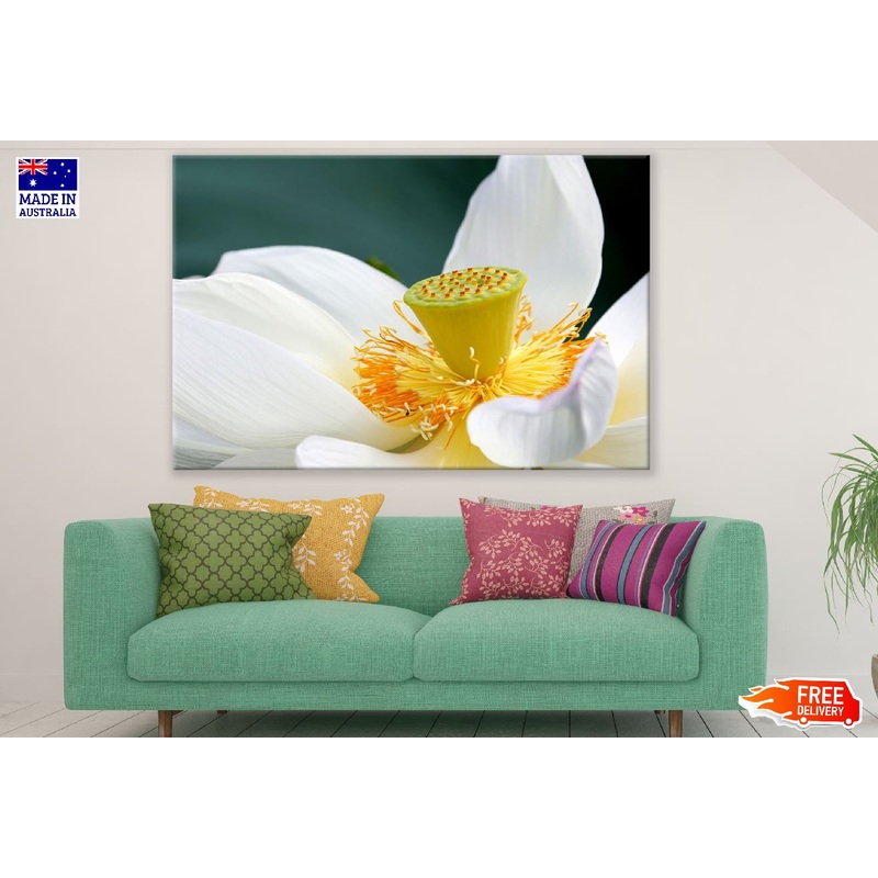 White Lotus Flower Closeup Photograph Print 100% Australian Made
