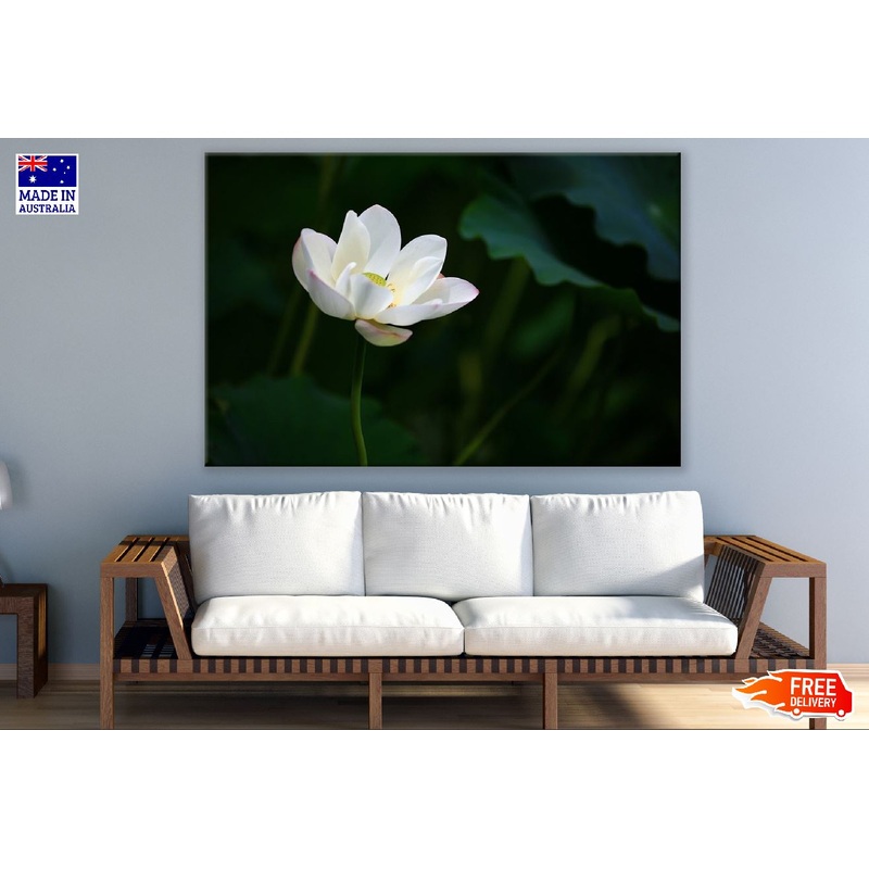 White Lotus Flower Photograph Print 100% Australian Made
