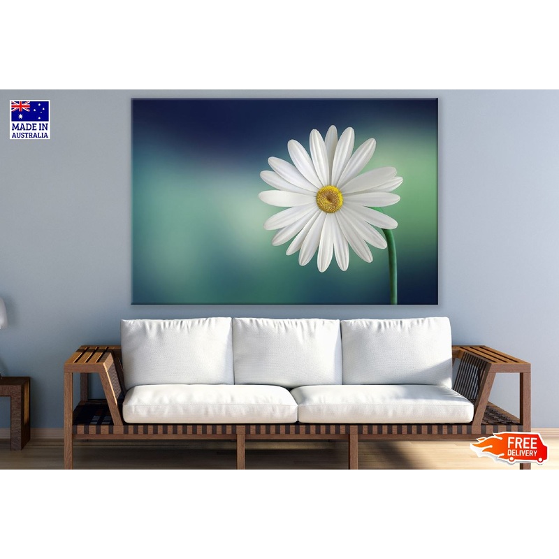 White Marguerite Flower Closeup Photograph Print 100% Australian Made