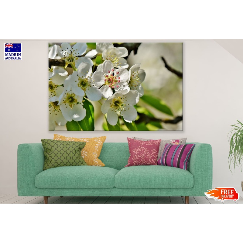 White Pear Blossom Flowers with Branches Photograph Print 100% Australian Made
