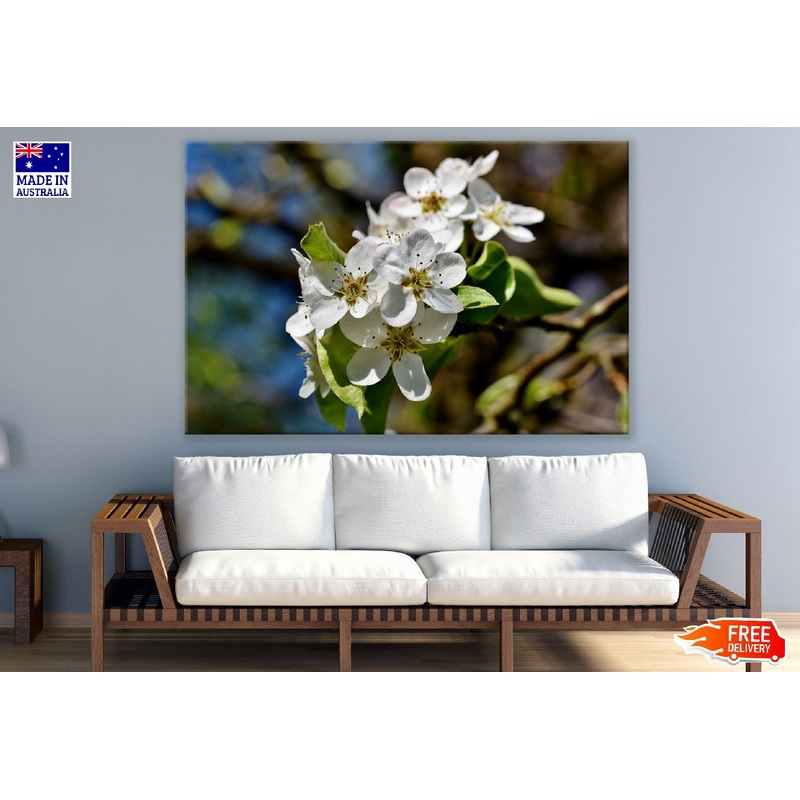 White Pear Blossom Flowers with Leaves Photograph Print 100% Australian Made