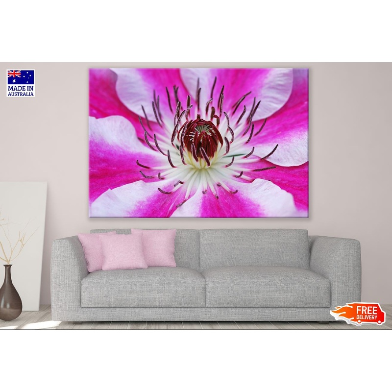 White Pink Clematis Flower Closeup Photograph Print 100% Australian Made